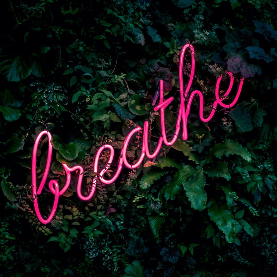 Breathe in pink neon on and among a green leaved tree in full bloom.